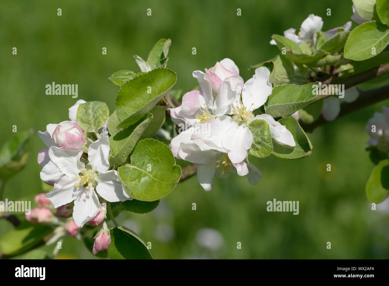 Apple (Malus Domestica ) blossom  Variety `Transparente de Croncels ` Stock Photo